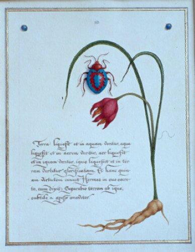 Fig. 13: Vismaya