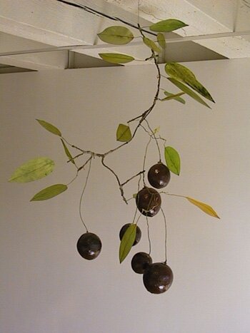 Cherry Branch