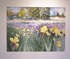 20008 Iris Landscape