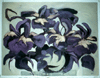 Farley's Iris