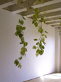 Chicken Heart Branches
