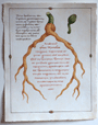 Study for Psuedomonarchia