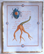 Obscuritas