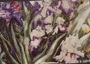 20031 Iris Spirit