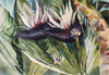 Banana Tree/Platano Macho