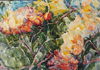 Bougainvillea