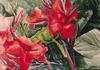 Tropicana Canna