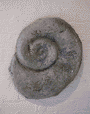 Spiral Shell