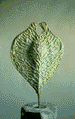 Elm Key