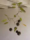 Cherry Branch