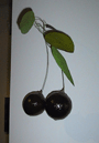 Small Hanging Cherry Branch