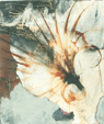 Spiny Fan V