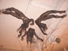 The Three Furies
