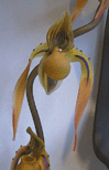 Phragmipedium- Wall Sculpture
