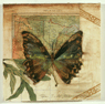 Butterfly #2