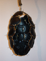Cocoon