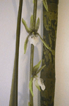 Brassia Spider Orchid - Bamboo Wall Sculpture