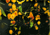 MING FAY<BR>Earthly Delights