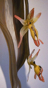 Epidendrum - Wall Sculpture
